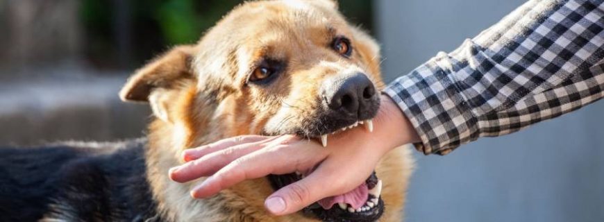 Dog-Bites-Springfield-MA-870x320